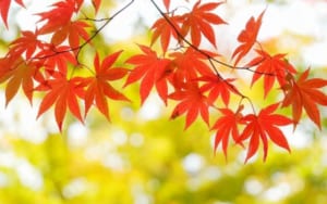 2017年秋高価買取が期待できるおすすめコミック20作品